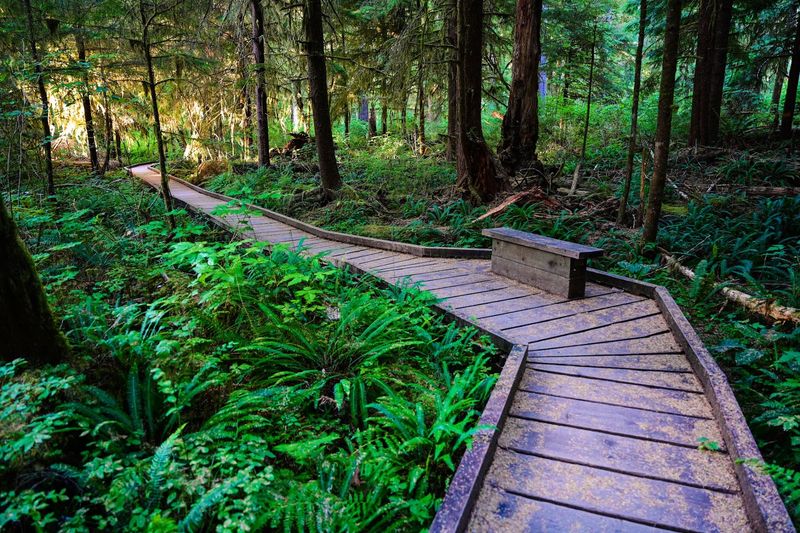 Wooden Bridges Carry You Across The Wettest Ground