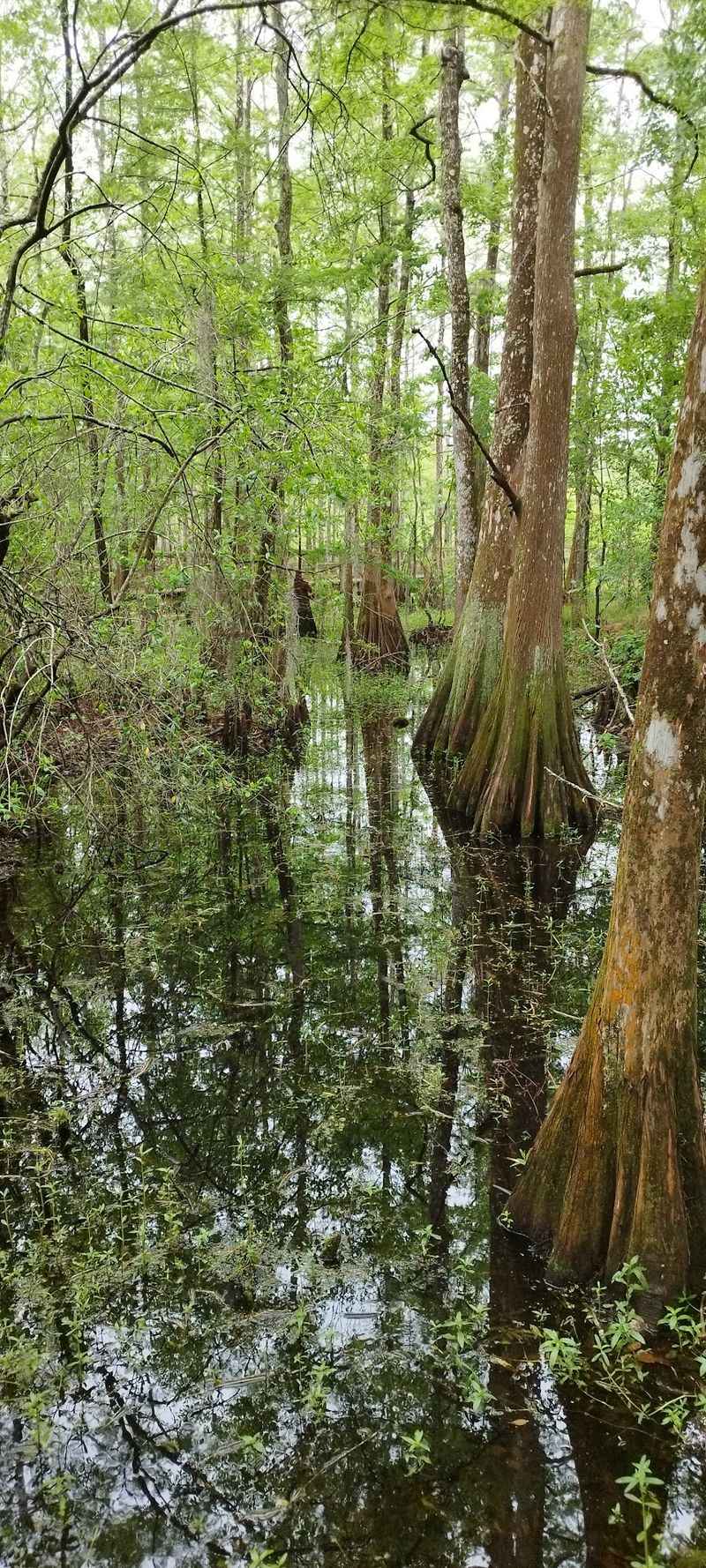 Give Alligators Plenty Of Space