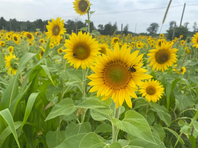 Pumpkin Patches and Towering Sunflowers