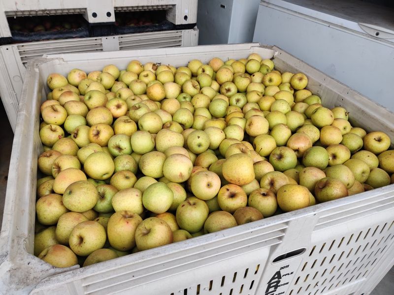 Seven October Apple Varieties Keep The Selection Changing