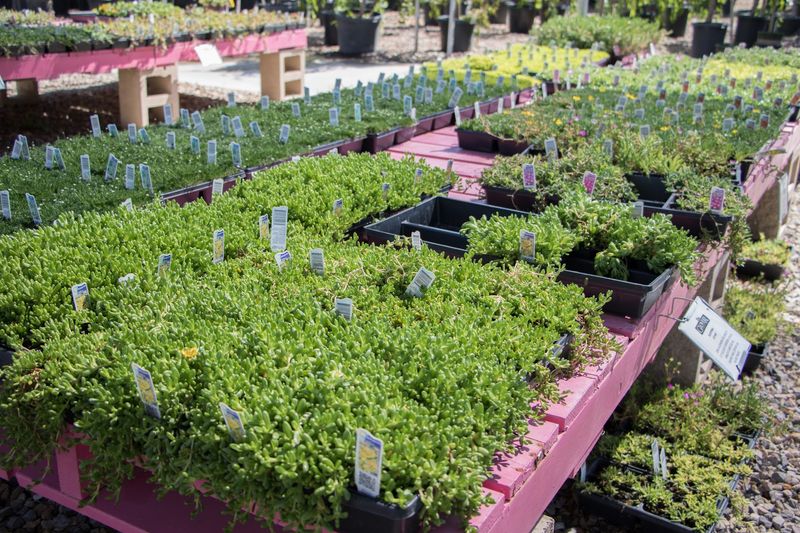Vegetable Starts For The Hopeful Backyard Farmer