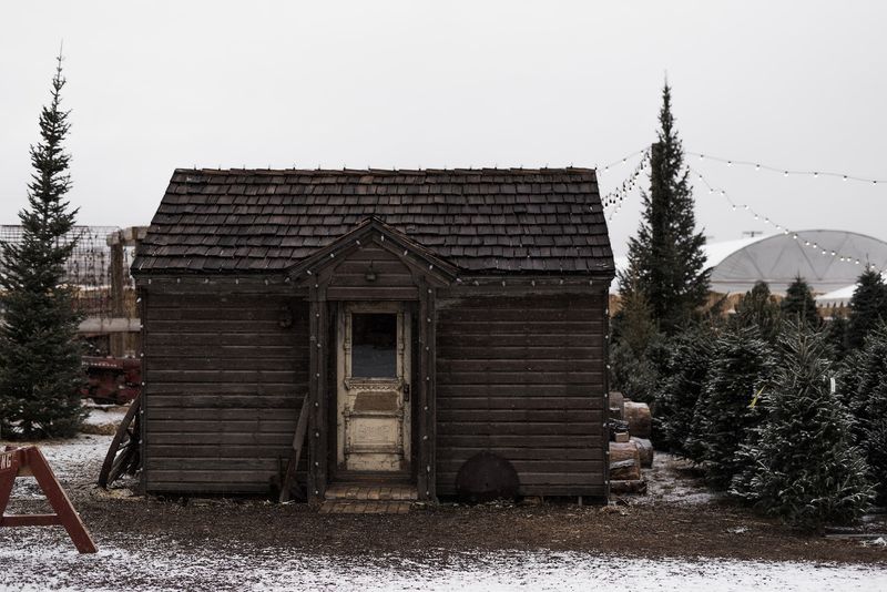 Christmas Trees And A Holiday Season Starter Kit