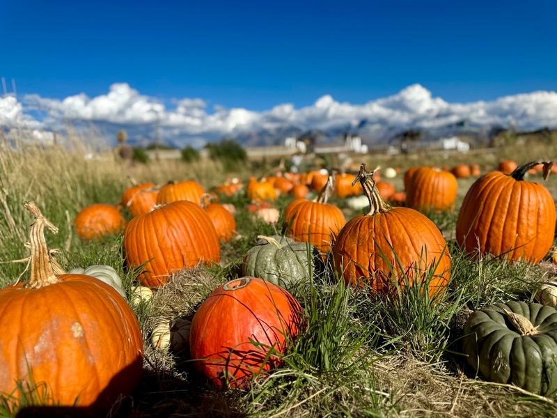 A Pumpkin Patch Locals Plan Their Whole Autumn Around