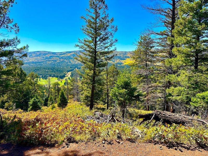 Forest Trails Slip Into The High Country