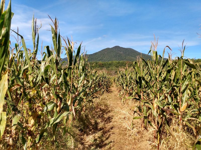 Pumpkins And A Corn Maze Keep The Harvest Theme Going