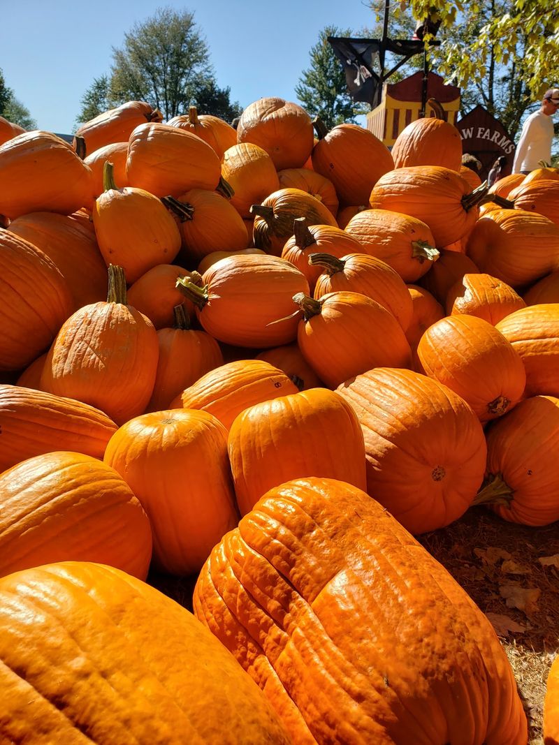 Pumpkin Times Adds Plenty Of Fall Fun Beyond The Maze