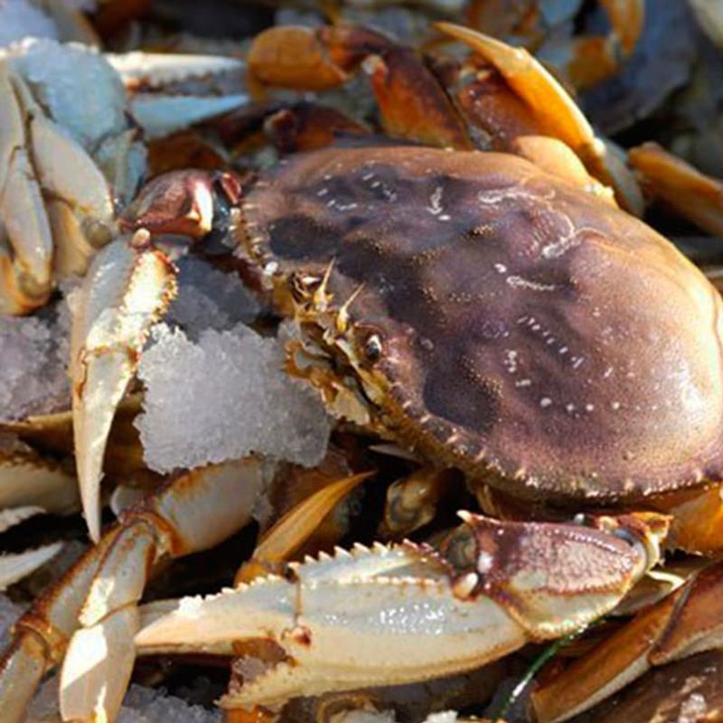Dungeness Crab