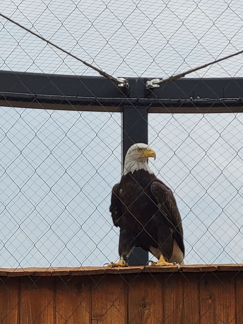 Say Hello To Eagles And Other Wildlife