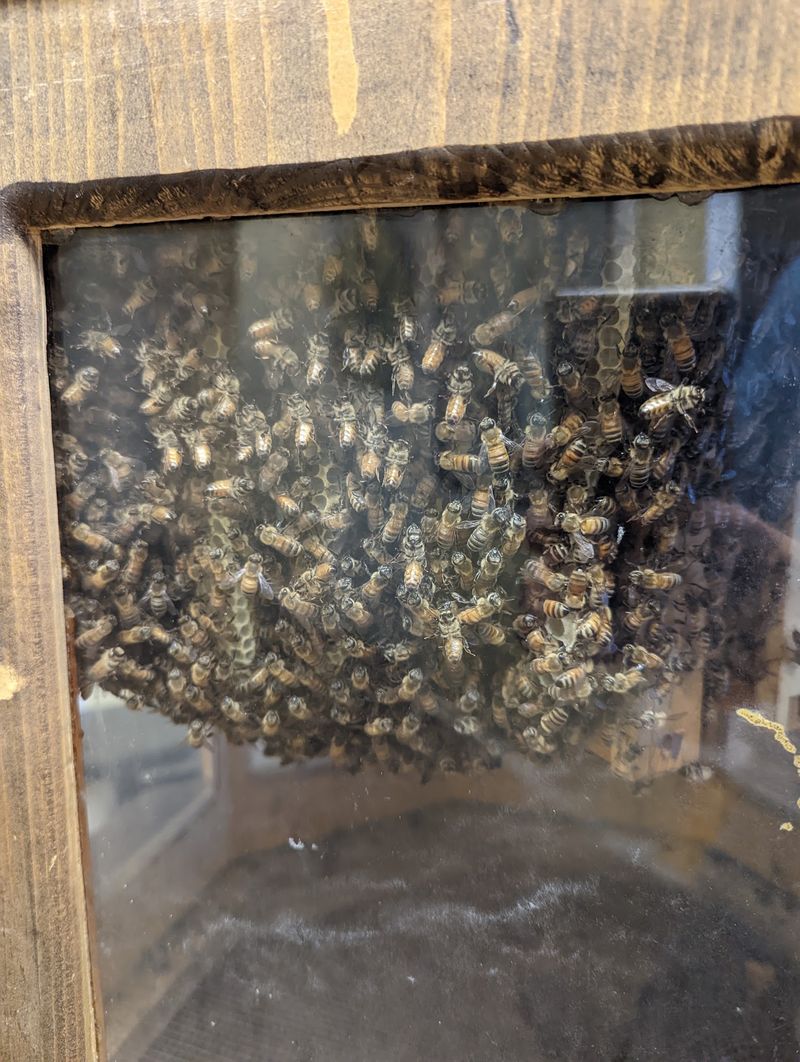 Walking In And Meeting The Bees Behind The Honey