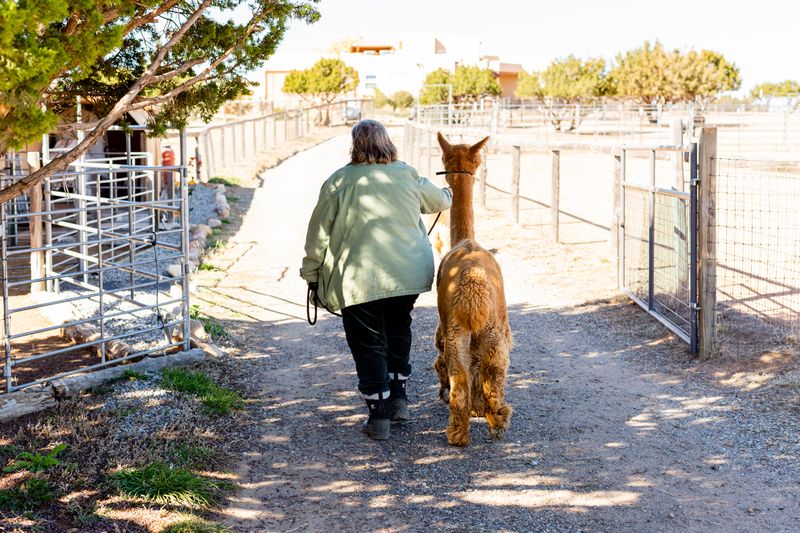 Alpaca Walks Turn Into The Main Event