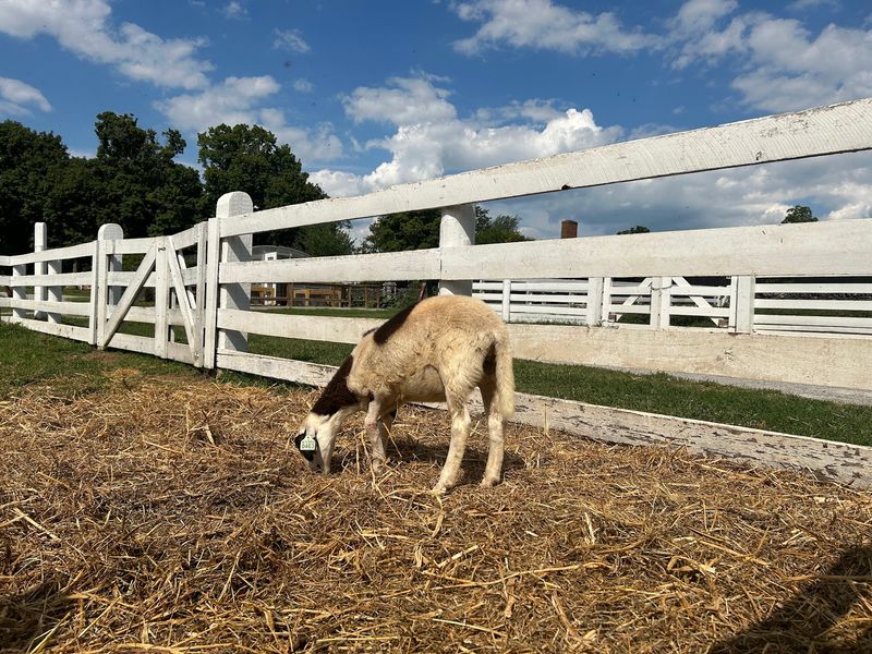 Farm Life Becomes Part Of The Fall Celebration