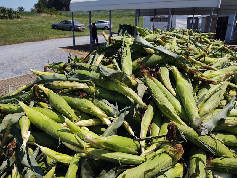 The Corn Wagon