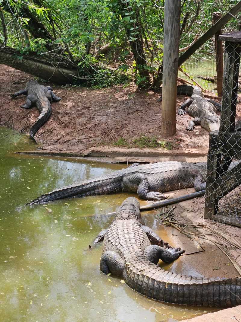 Budget Extra For Hands-On Tickets