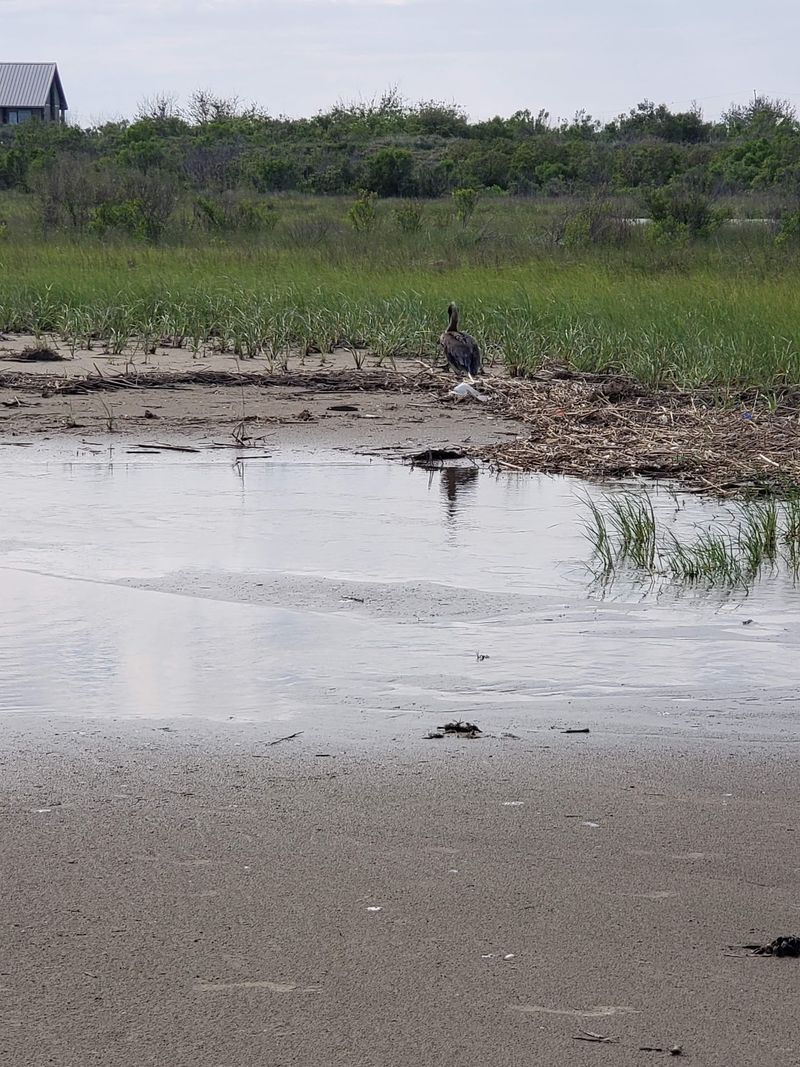 Plan Around Spring And Fall Birding