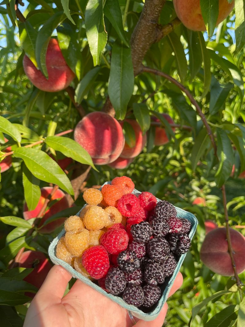 Why This Orchard Earns Its Loyal Following