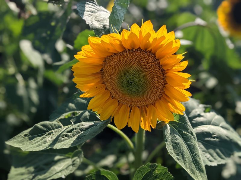 Picking Your Own Bouquet Without Wrecking It