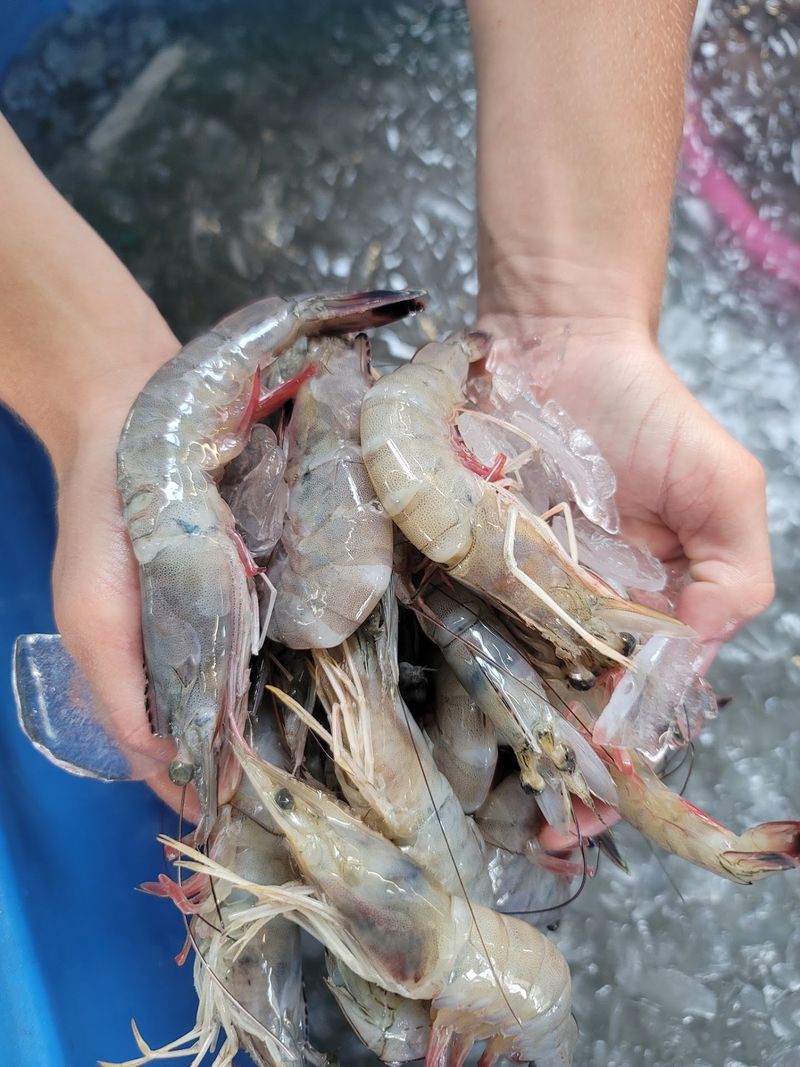 Faith Family Shrimp Company