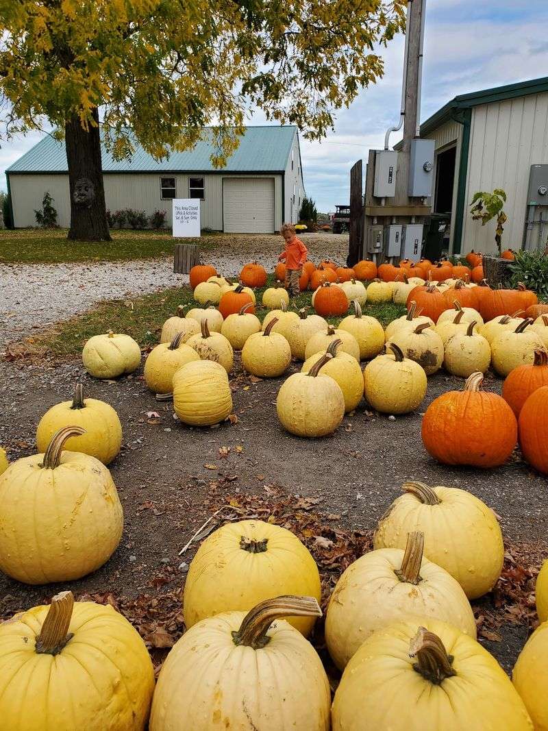 The Pumpkin Patch Opens In Time For Late September Weekends