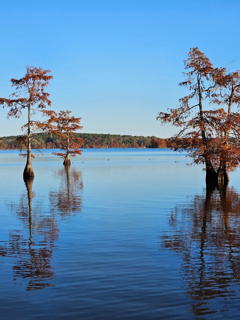 Lake D'Arbonne State Park