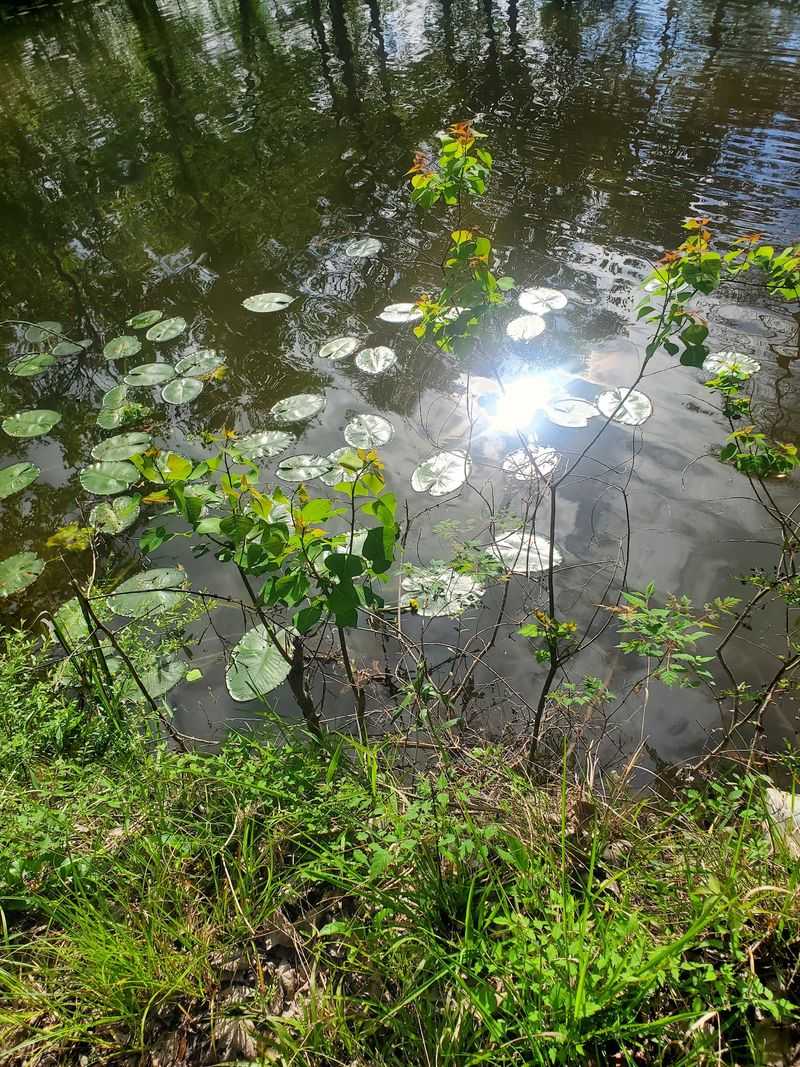 Photograph Reflections And Small Details