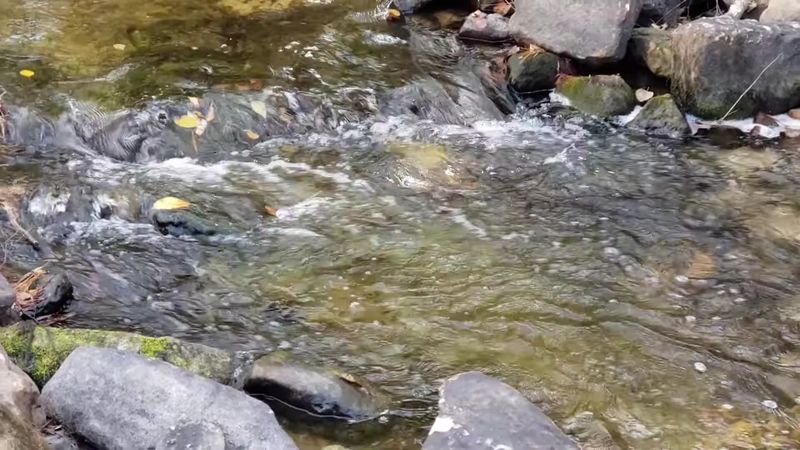 Treat Kisatchie Falls With Caution
