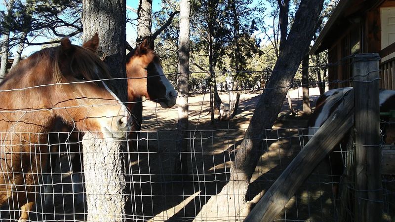 Horses And Goats Make The Grounds Feel Full Of Life