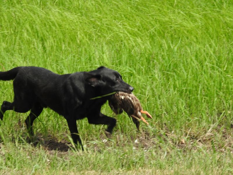 Make Time For The Dog Trials