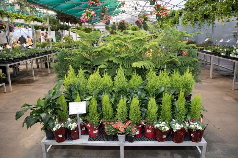 Shop For Plants That Actually Like Louisiana