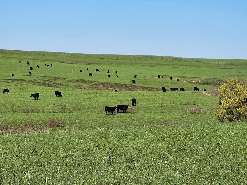 Tallgrass Prairie National Preserve, Chase County, Kansas