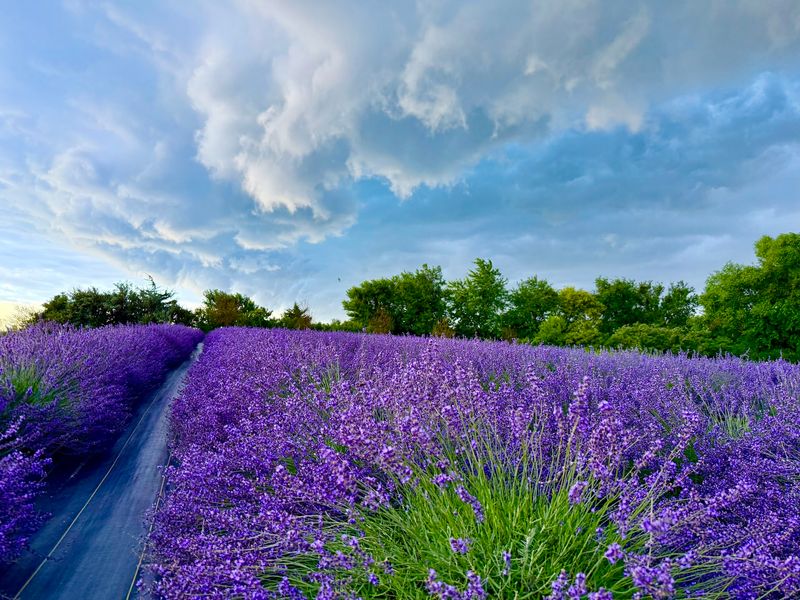 Calyx Creek Lavender & Lodging, Oxford