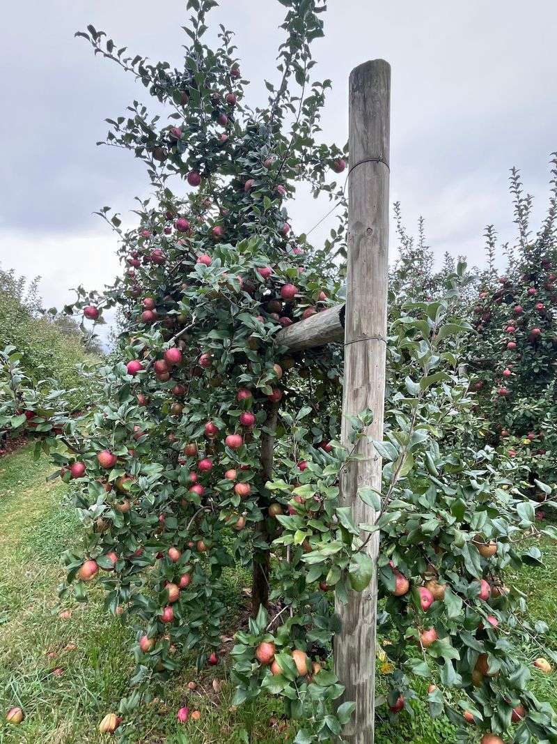 Solebury Orchards (New Hope)
