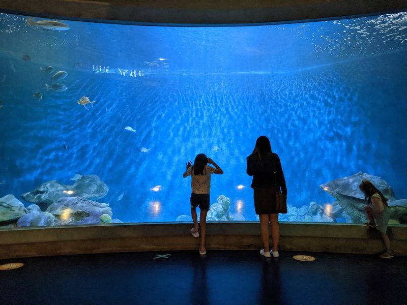 Explore The Freshwater And Saltwater Aquariums
