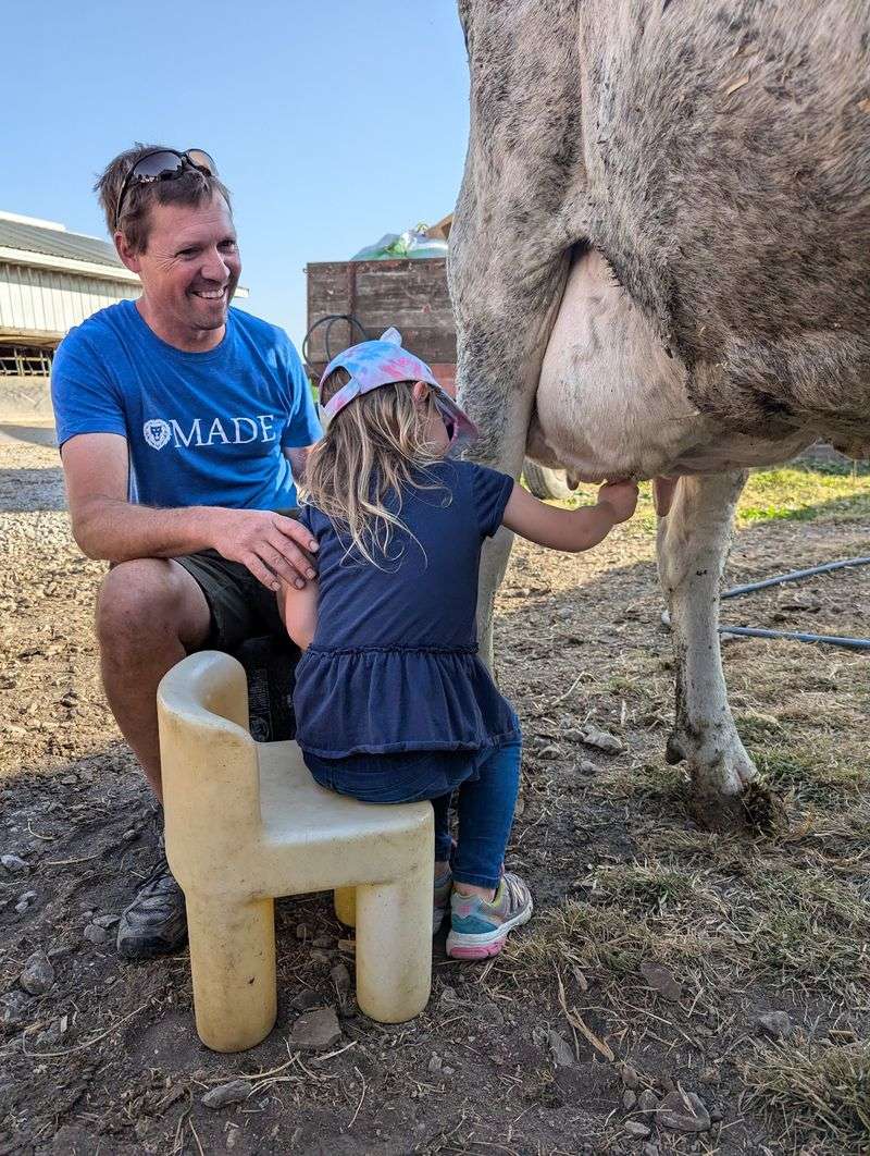 Milk A Cow With Your Own Hands