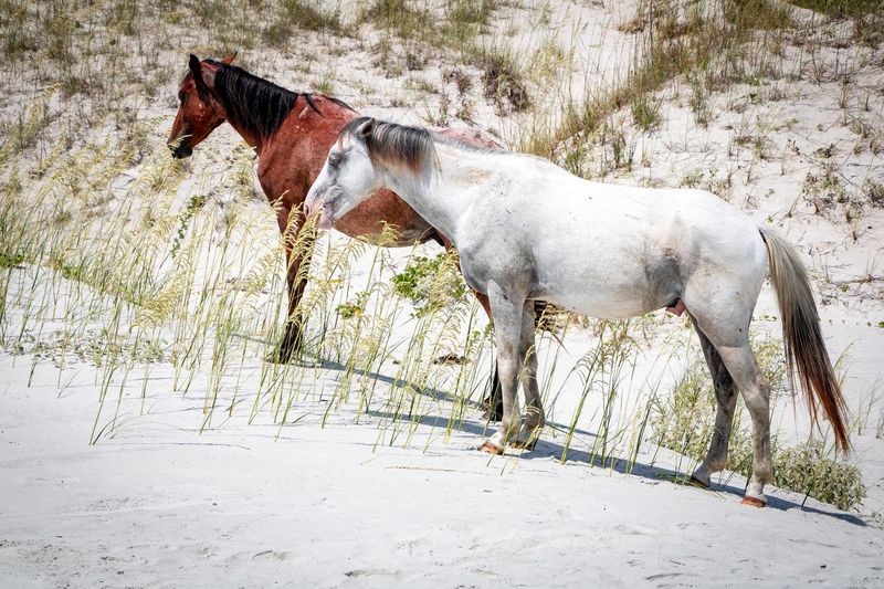 Feral Horses Add An Unscheduled Headliner