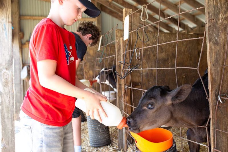 Bottle Feed The Baby Calves