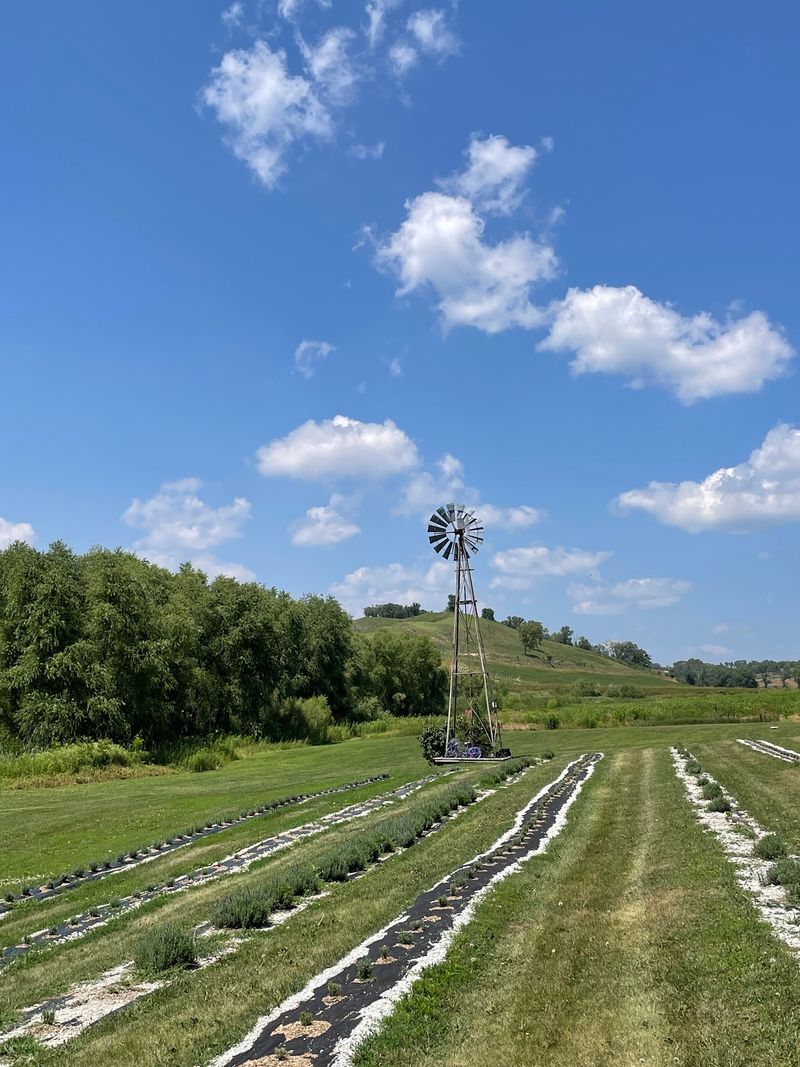 Loess Hills Lavender Farm, Missouri Valley