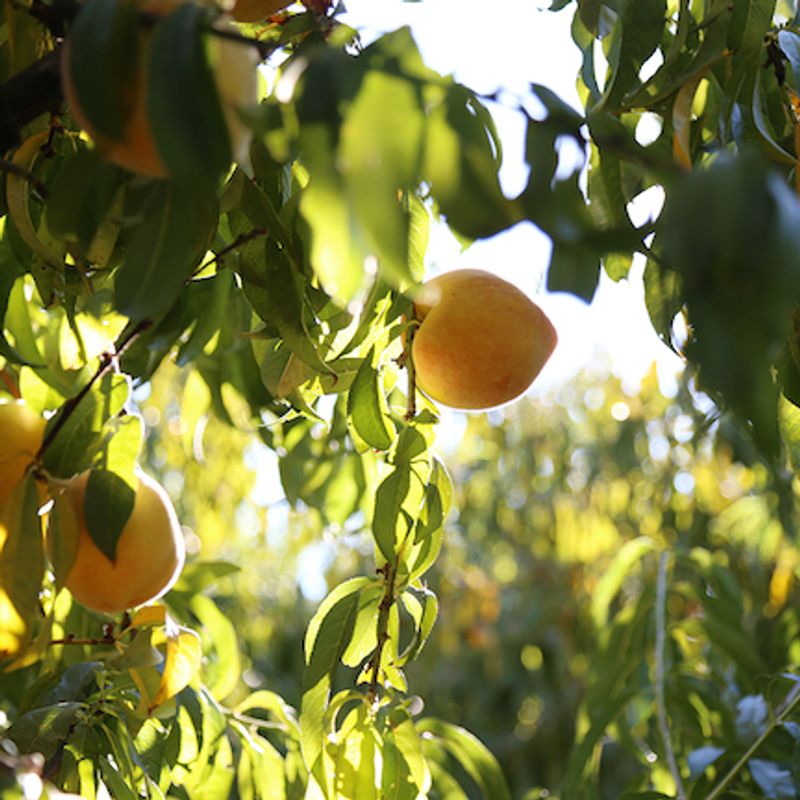 Dry Creek Peach and Produce