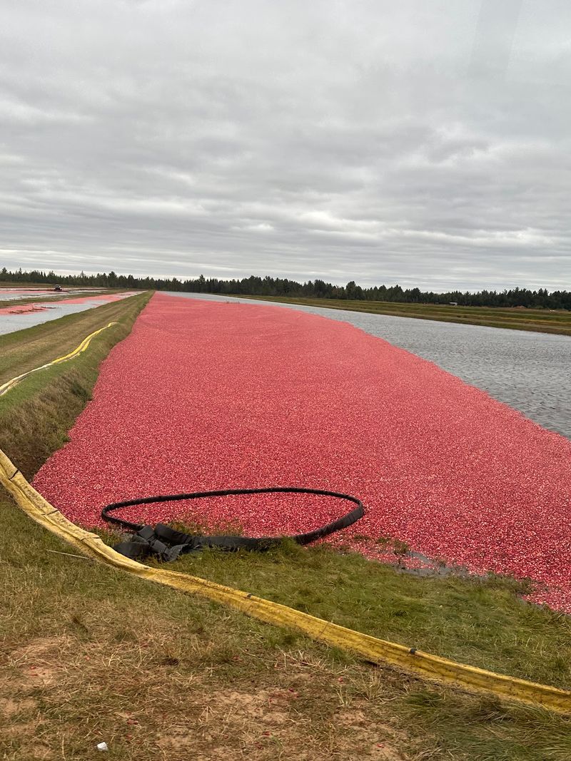 More Than Four Tons Of Cranberries Put The Harvest Front And Center