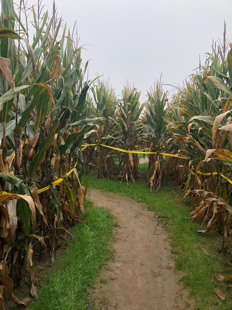Apple Cannons, Hayrides And A Corn Maze Keep The Day Moving