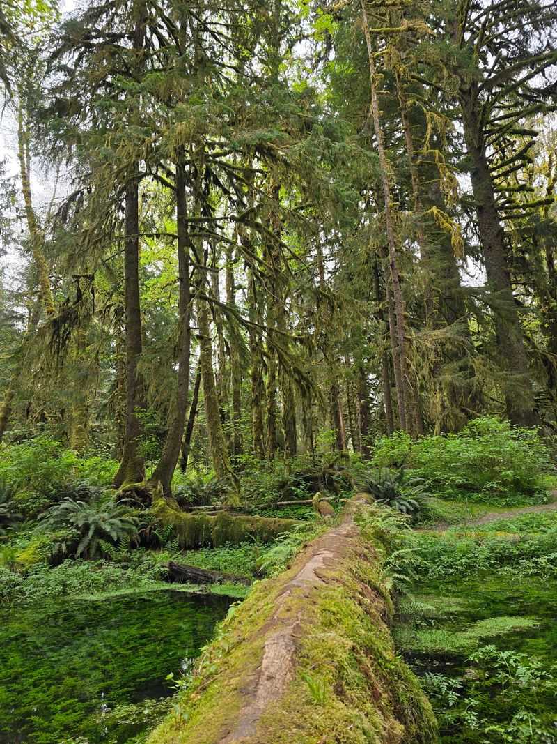 Even Fallen Trees Become Part Of The Forest