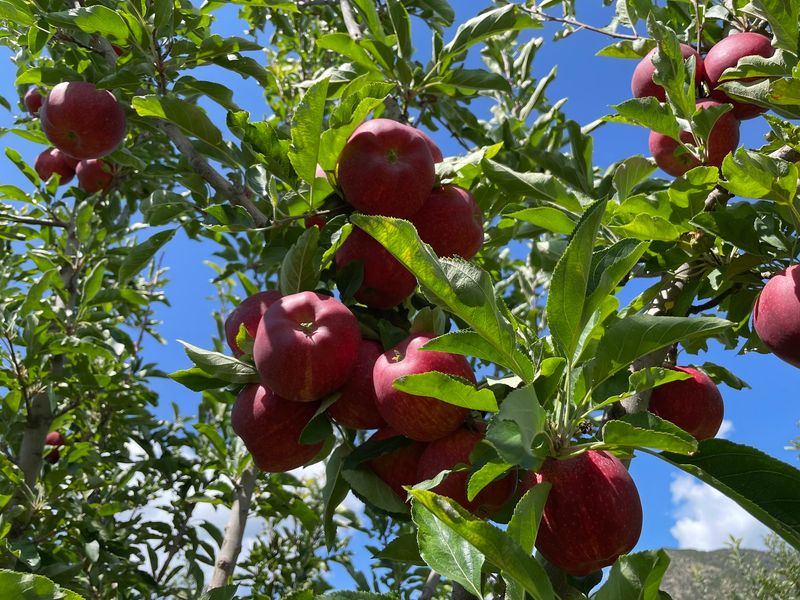 Picking Your Own Becomes Part Of The Adventure