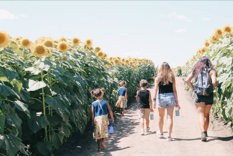 Cutting Your Own Sunflower To Take Home