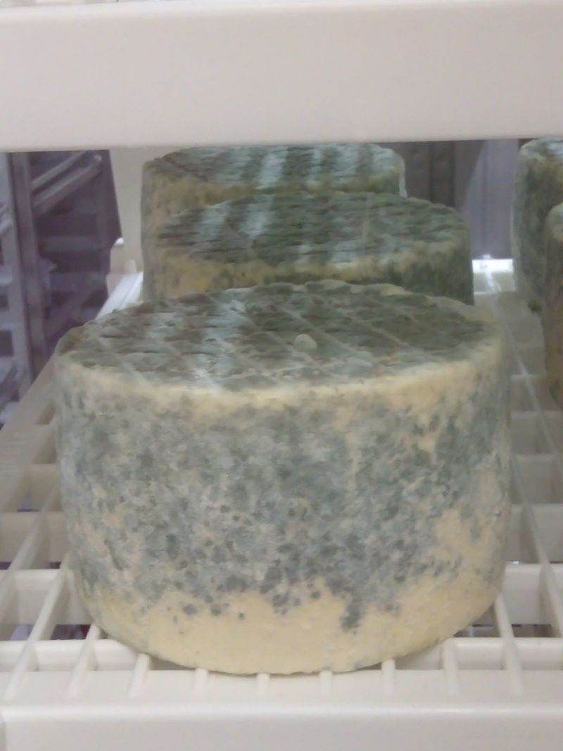 Ricotta That Tastes Like Sicily
