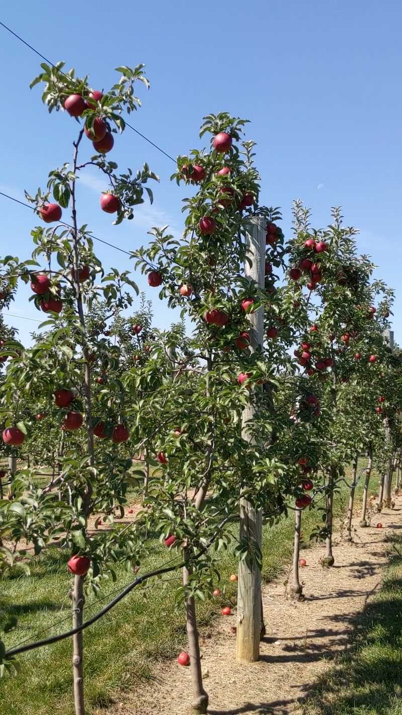 Grim's Orchard & Family Farm (Breinigsville, Lehigh County)