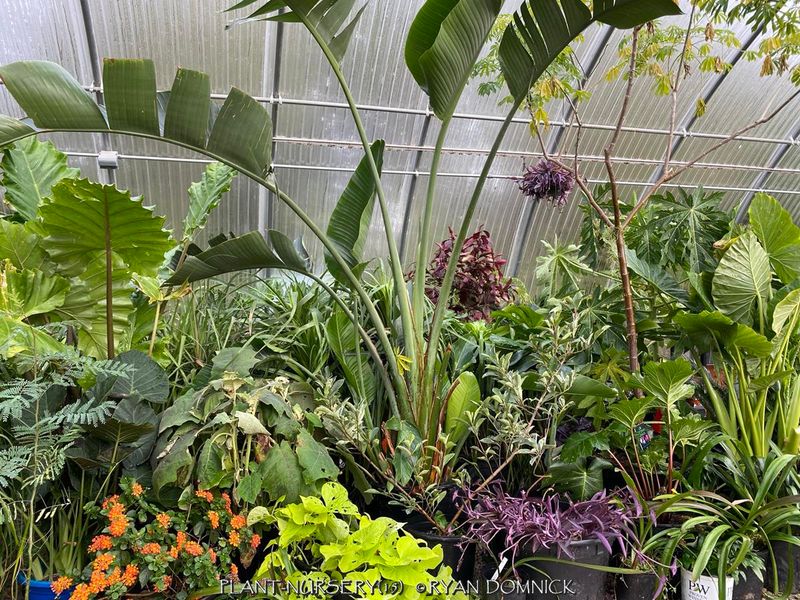 Cold Hardy Tropicals That Actually Survive Winter