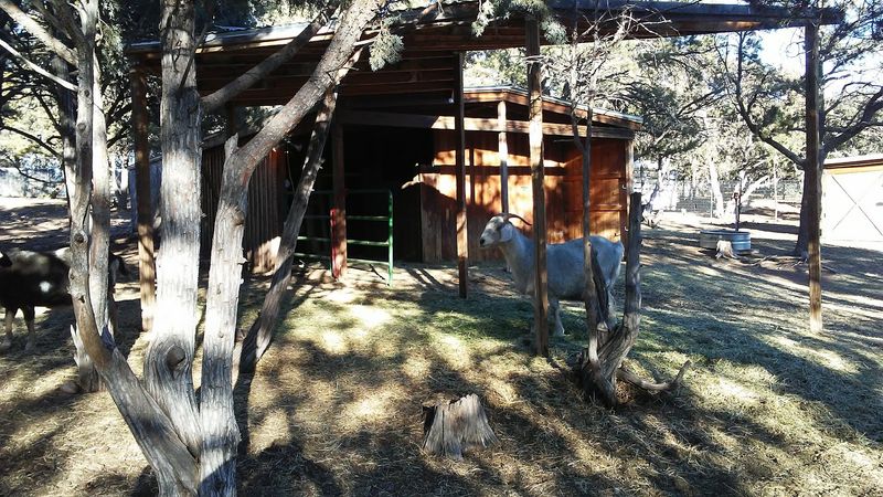 Life Here Looks Nothing Like A Typical Animal Shelter
