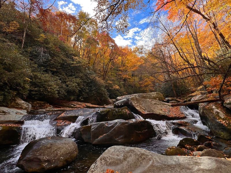 The Smoky Mountain Foothills Hide Wildlife In Plain Sight