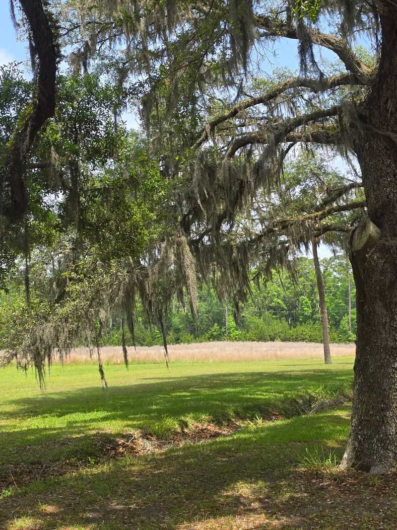 Spanish Moss Supplies The Finishing Touch