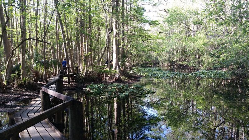 Cypress Swamp Trail