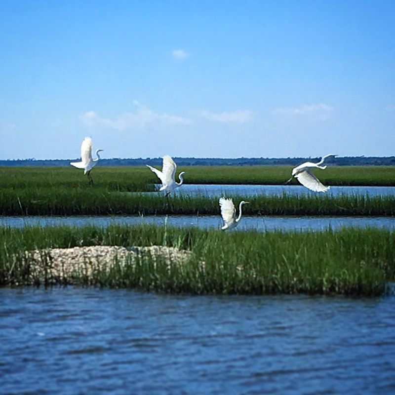 Wildlife Protections Keep The Island Looking Wild